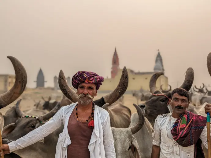 Herdsman Herdsmen clicked by Harsh Rohilla