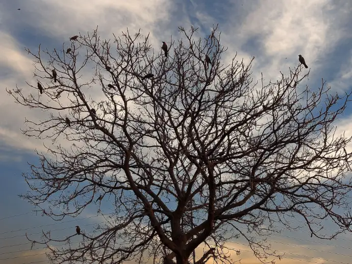 Winter Tree Game of Thrones reference with a image of Ravens sitting on a tree