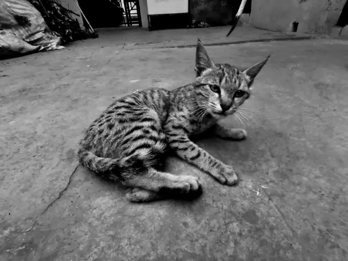 black&white Cat cat clicked by Harsh Rohilla