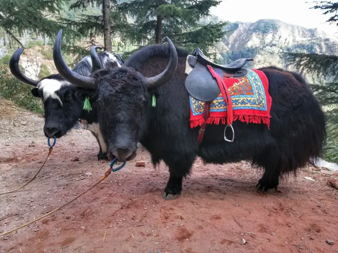 Yakk were available for a ride @400 bucks at dharmashala